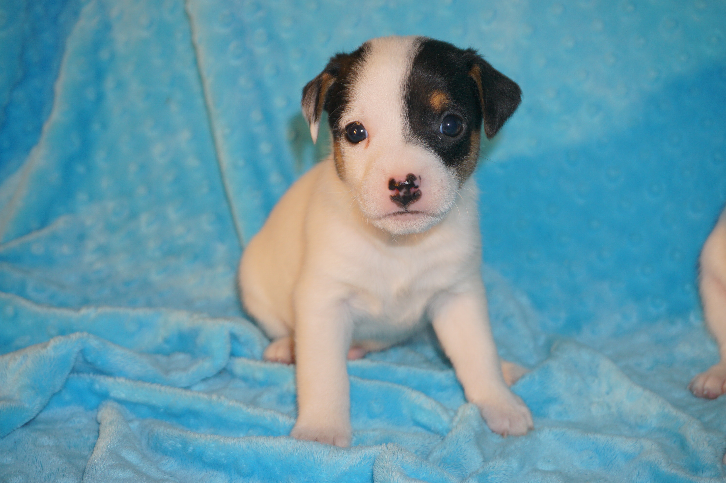 Sweetbriar Kennel Puppies